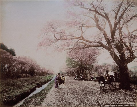 手彩色写真「小金井の桜（東京近郊）」