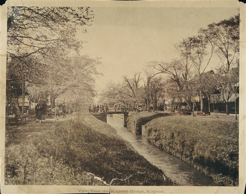 手彩色写真「小金井橋の景」