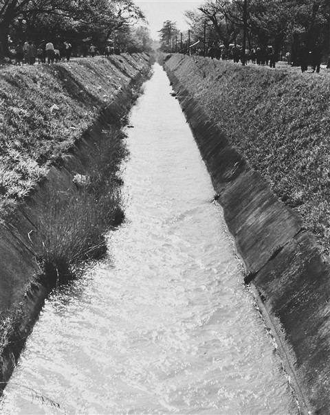 観光写真「春の玉川上水」昭和30年代