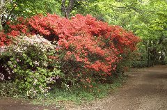 浴恩館公園のツツジ群