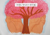 大切に守られてきた桜　緑中　2年生　西村　あかりさん